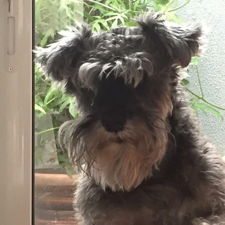 VETERINÁRIA Campo Grande