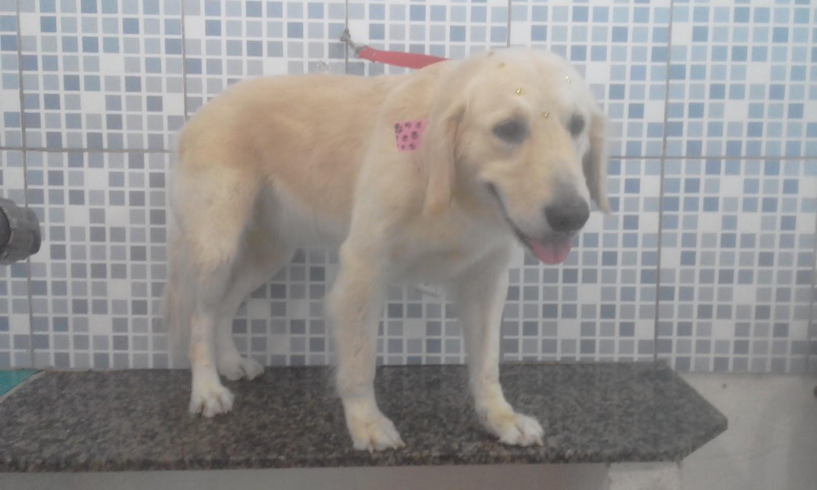 Pet e Garden - Pet Shop em São Vicente