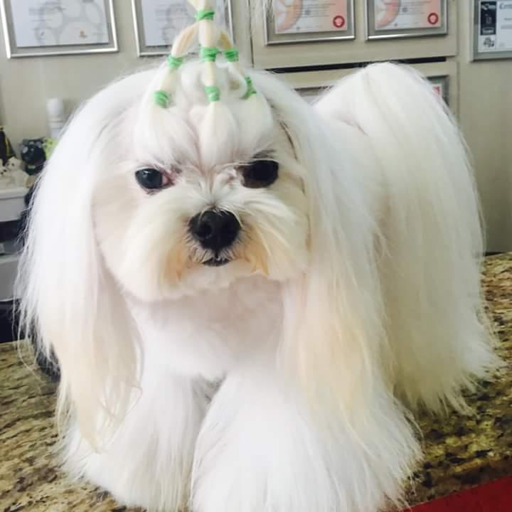 Boutique Mundo Pet - Foto 5