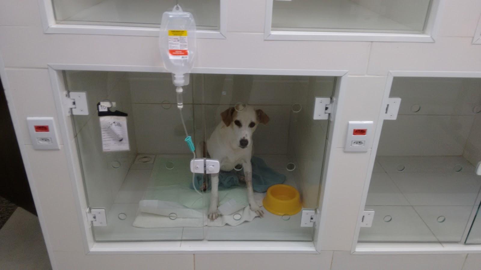 Clínica Veterinária Pet Vida - Foto 5