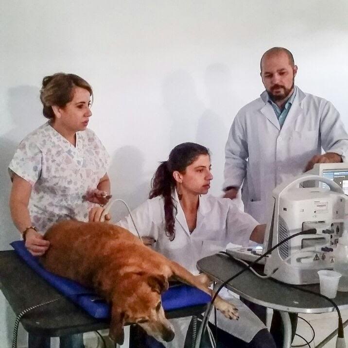 Curso Ultrassom Pequenos Animais - Pet Shop em Araraquara
