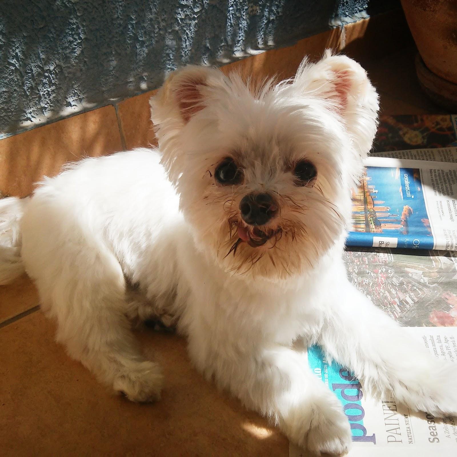 Cão Carinho Clínica Veterinária e Petshop