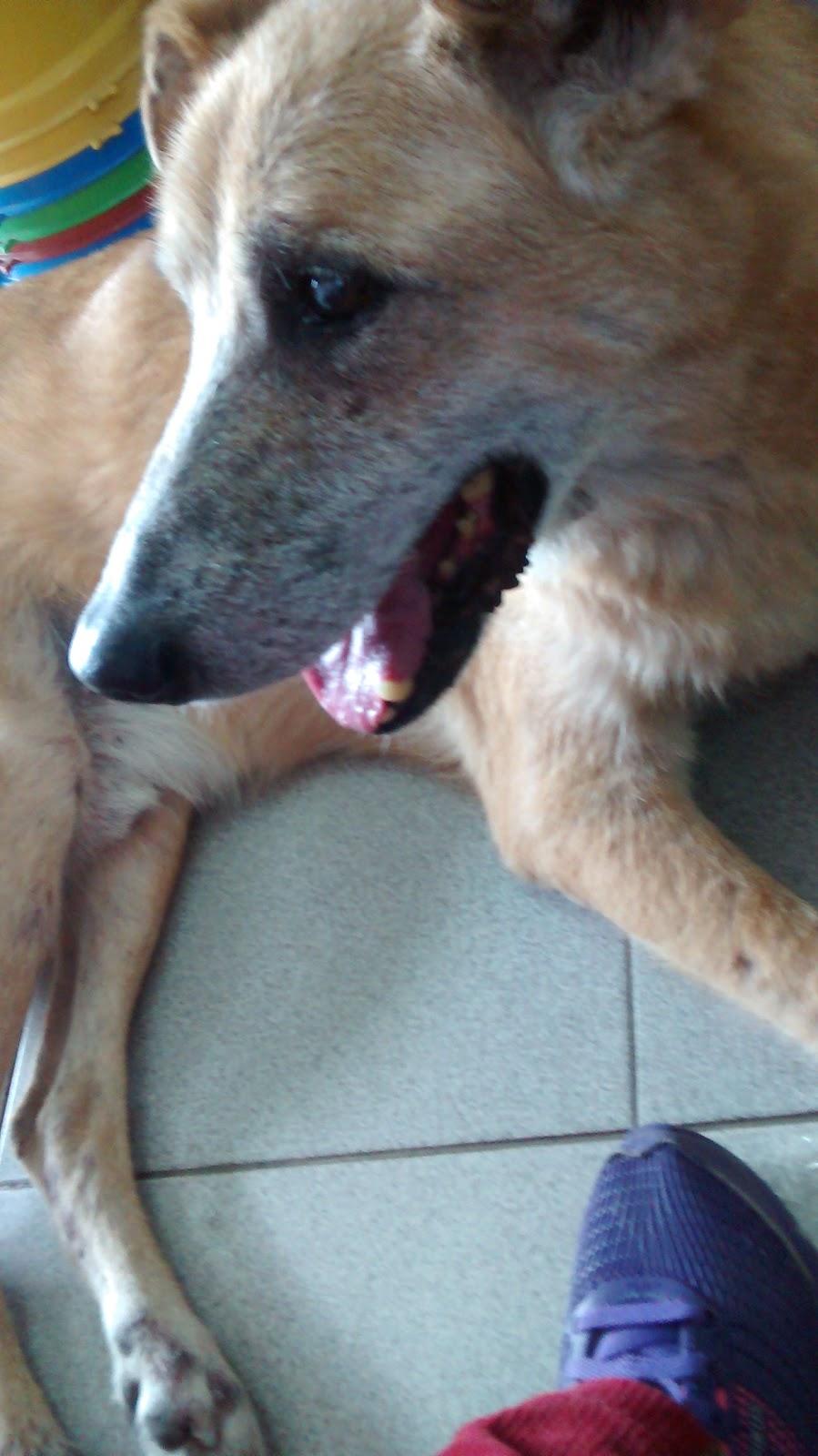 Mimos e Rabichos - Foto 3