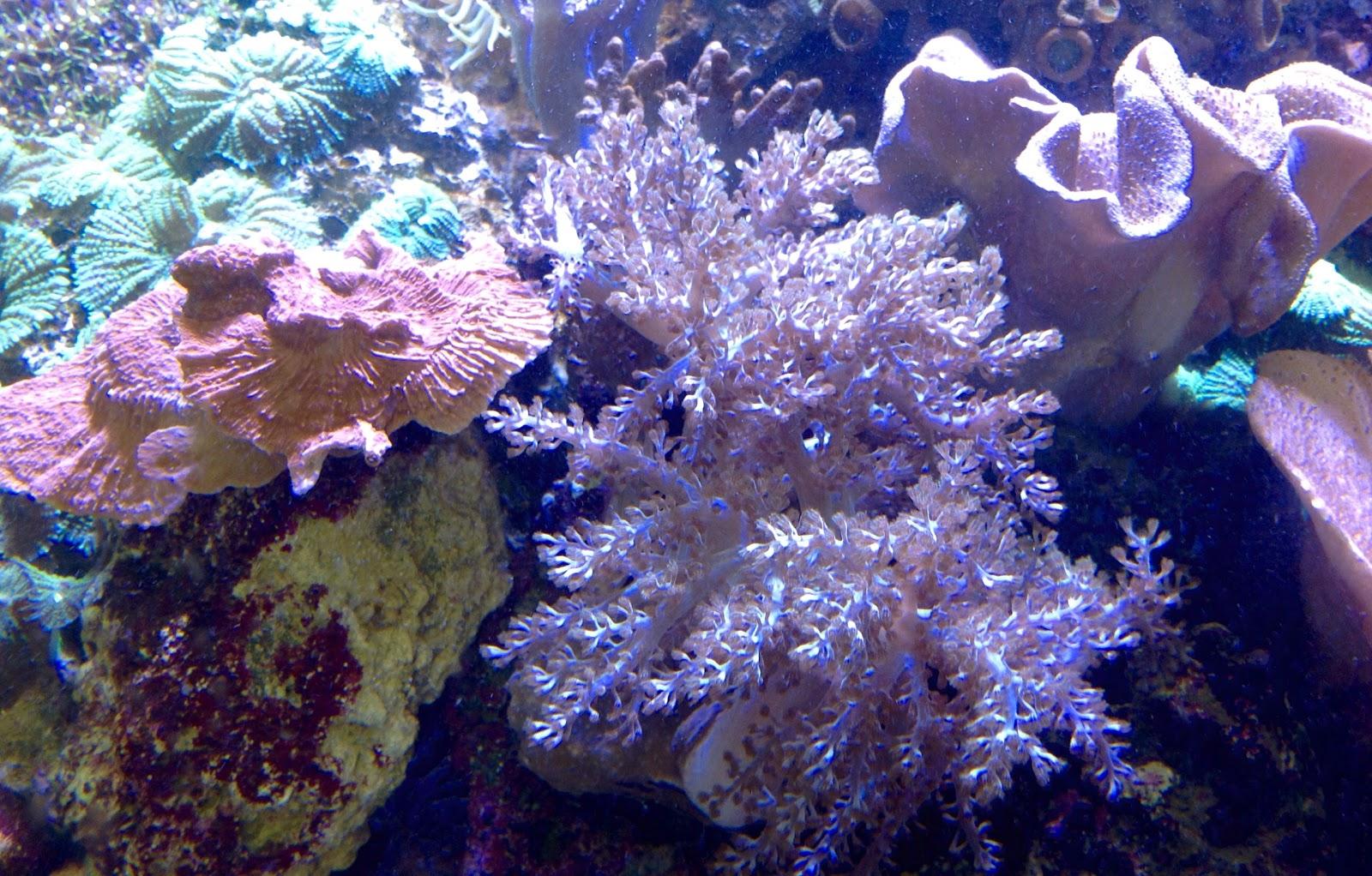 Prime Fish - Foto 2