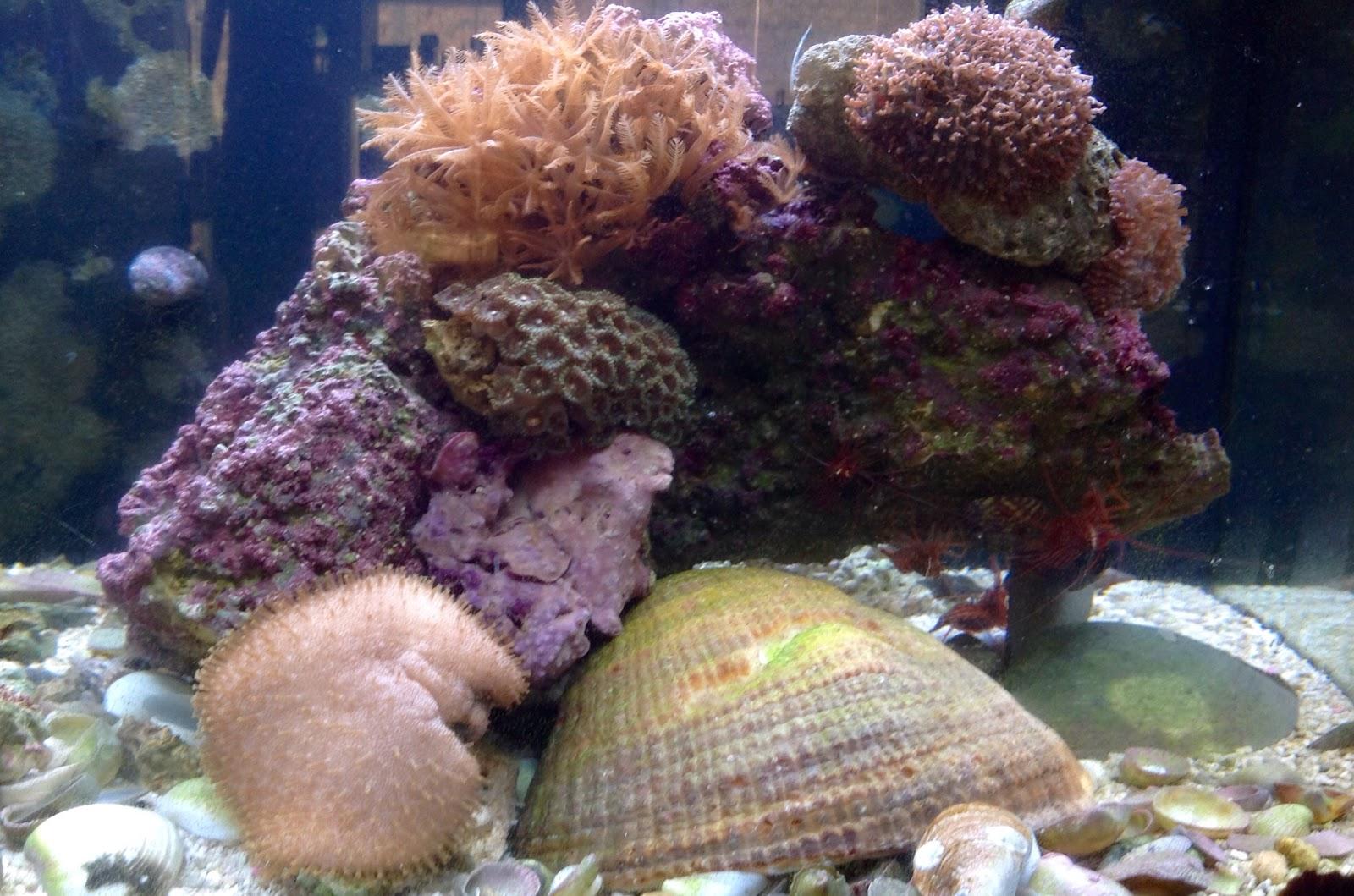 Prime Fish - Foto 5