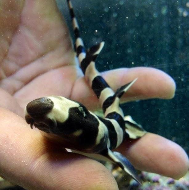 Prime Fish - Pet Shop em Bauru