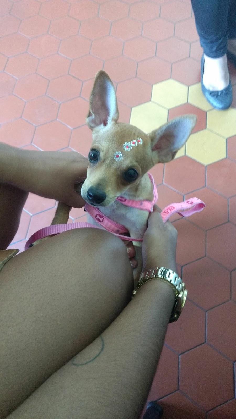 Coisa de bicho - Foto 2