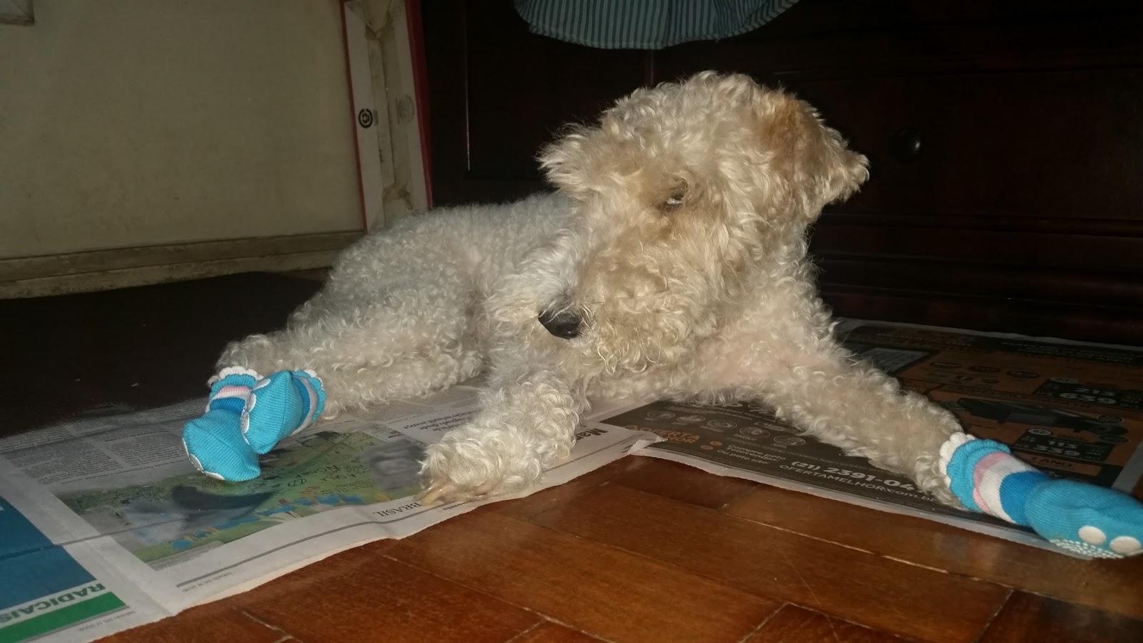 Cão & Gato Saúde Animal