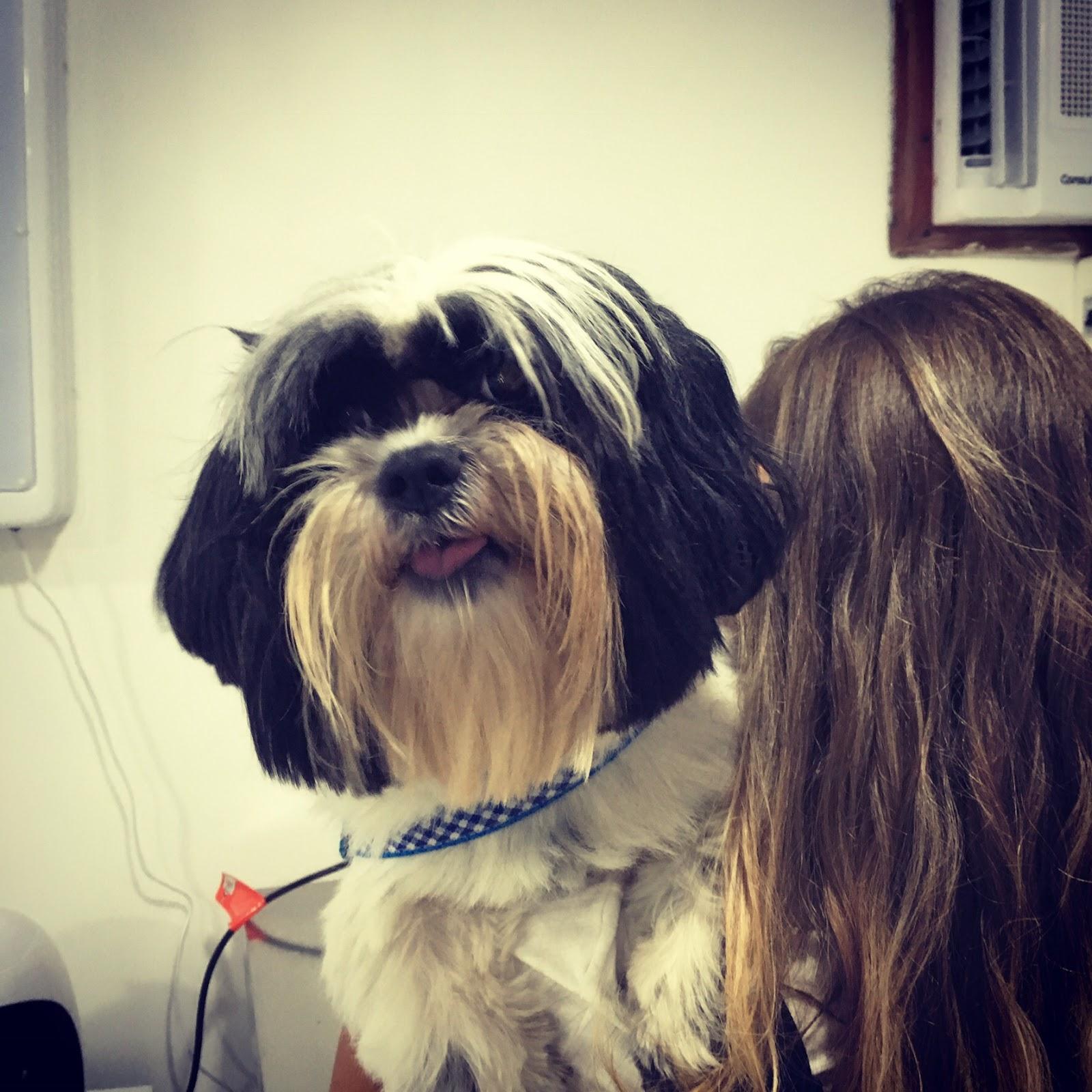 Veterinária Pedaço do Éden - Foto 4