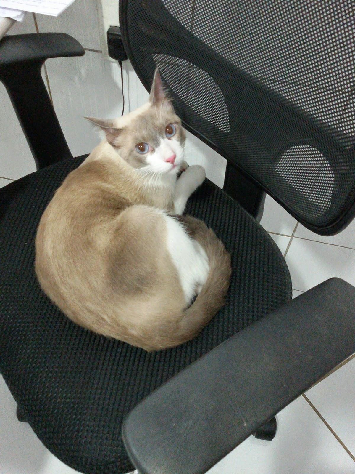 Mania de Bicho - Foto 3