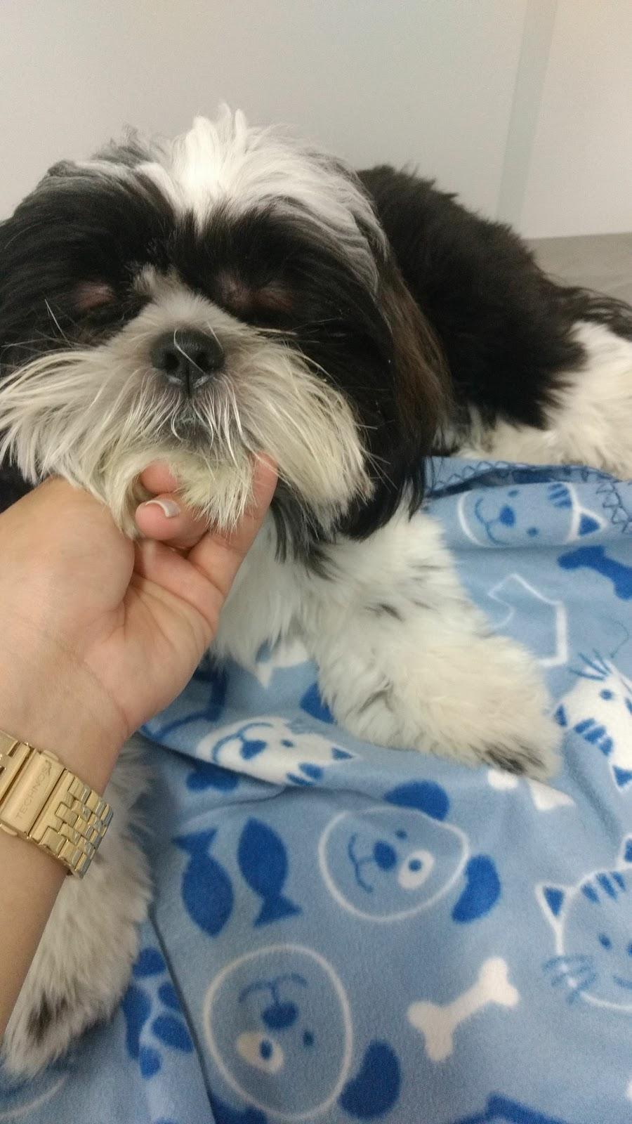 SOS VET Consultório Veterinário