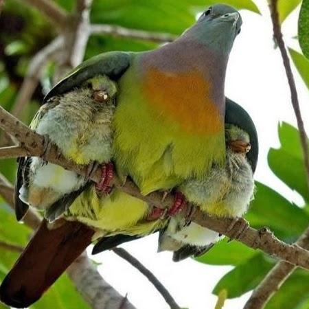 Consultório Veterinário e Estética Animal São Francisco de Assis