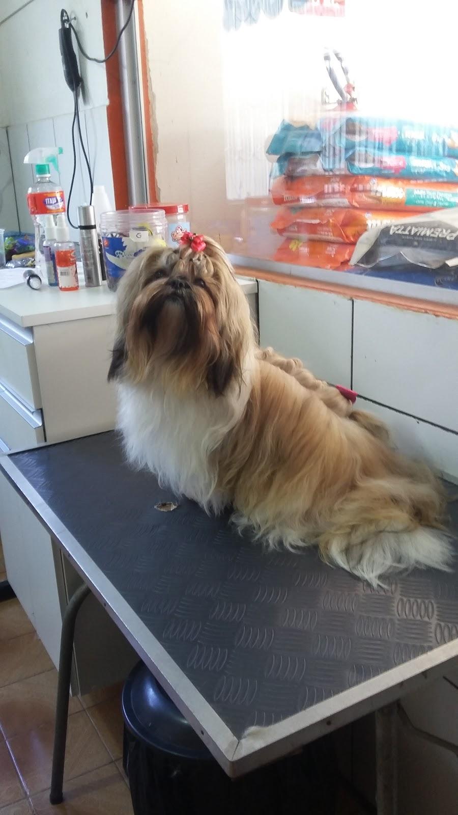 Pet Colosso - Foto 2