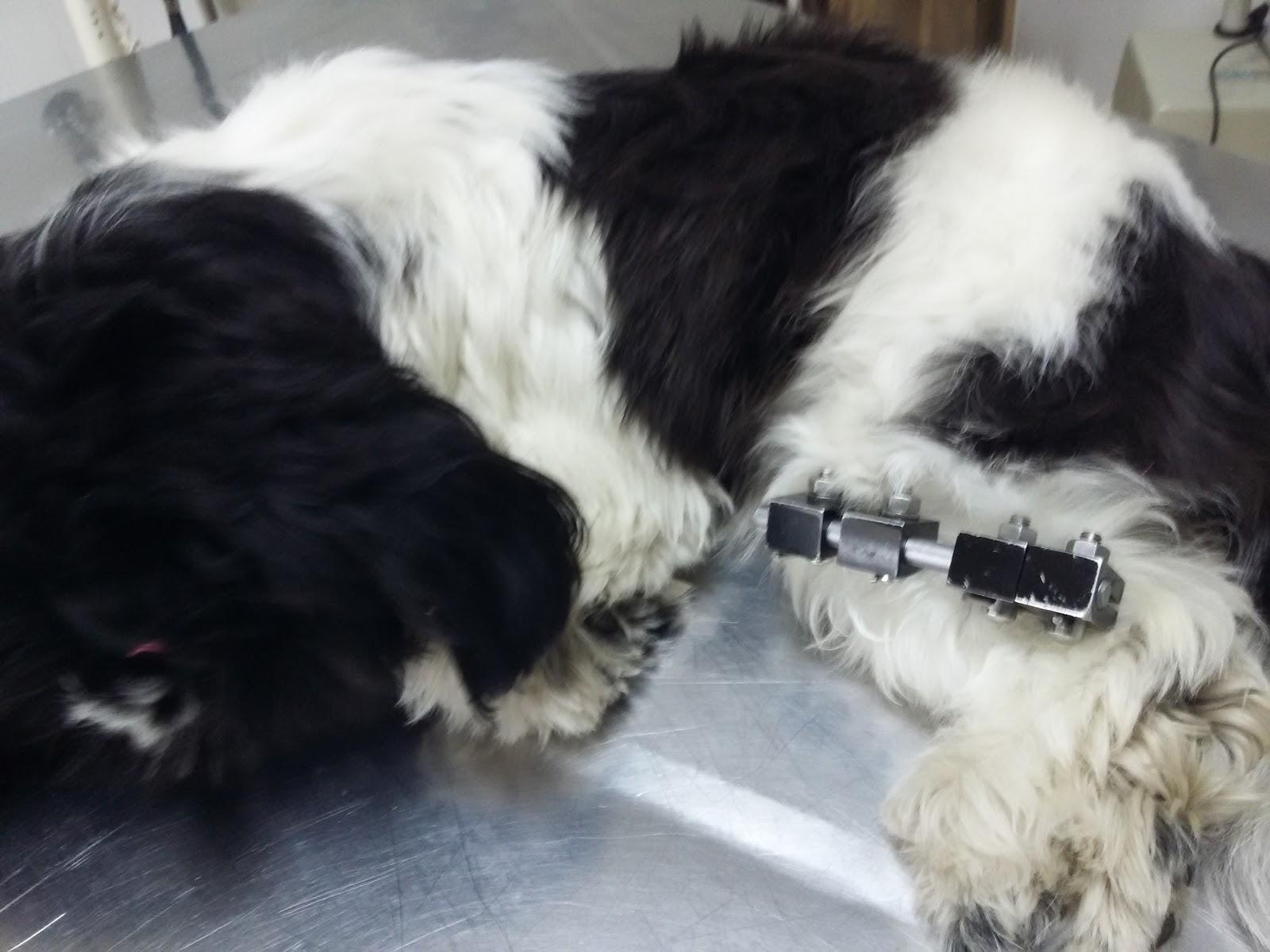 Clínica Veterinária K9