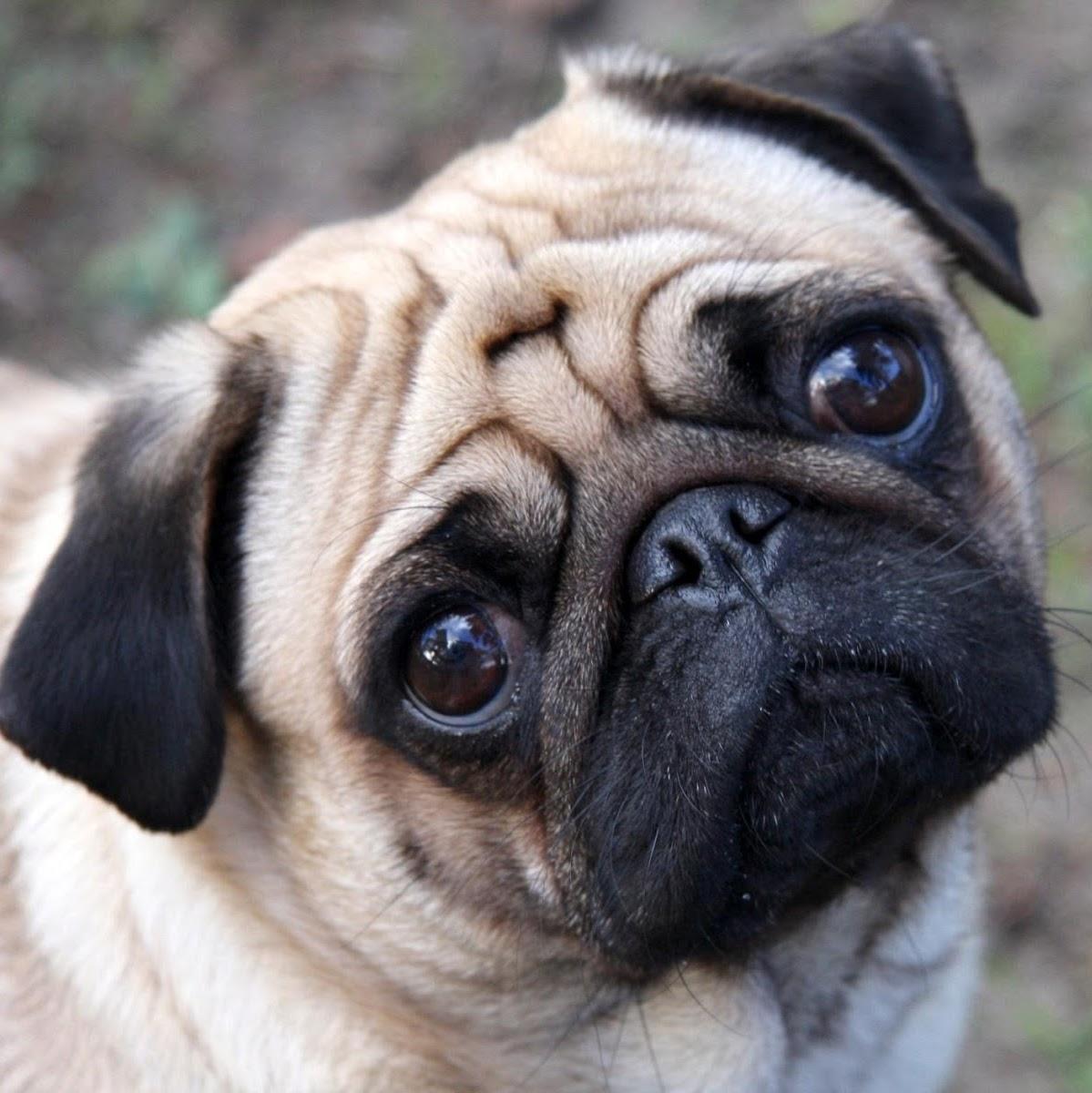 Pet Perros - Foto 2