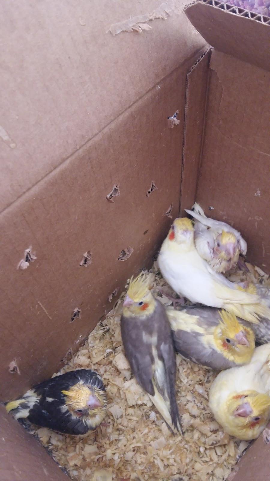 Canto das Aves - Foto 3