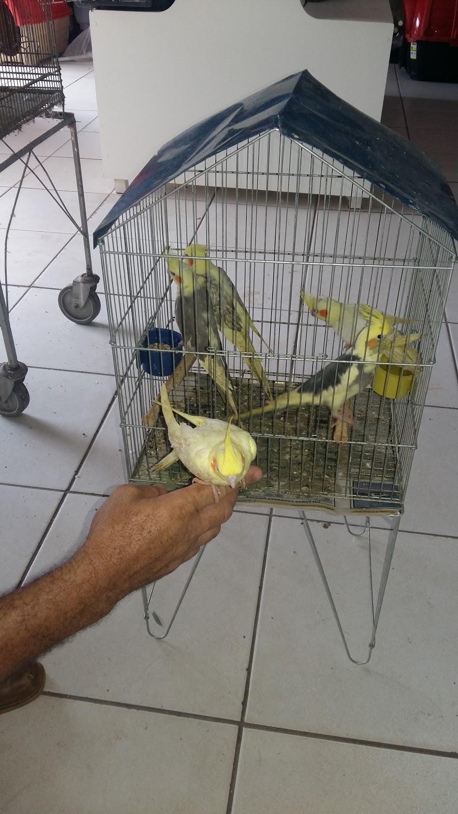 Canto das Aves - Foto 2
