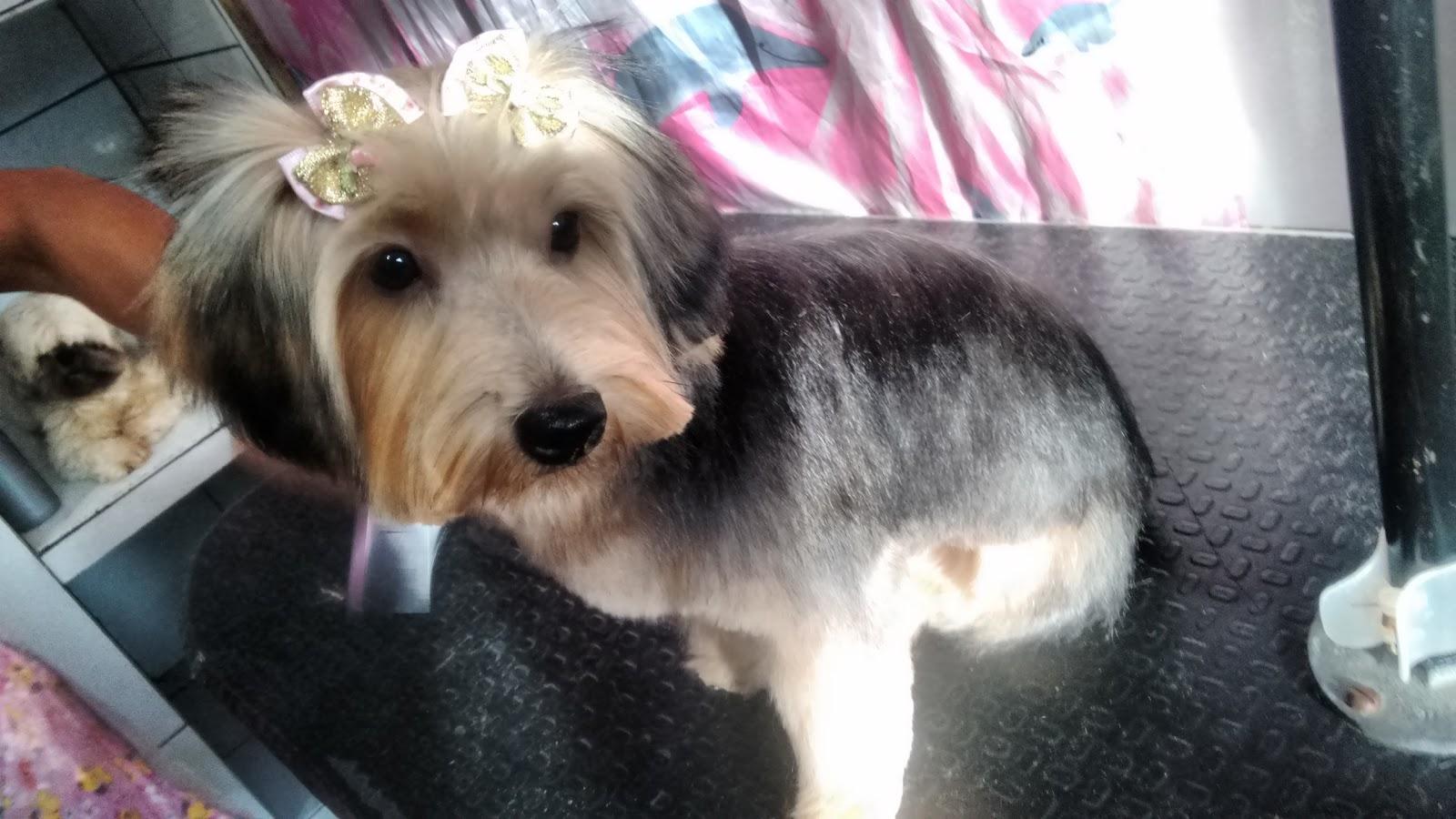 Banho e Tosa Estética Dog