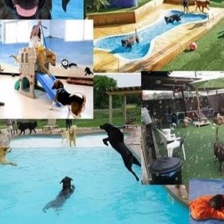 Pet Shop - Reality Now