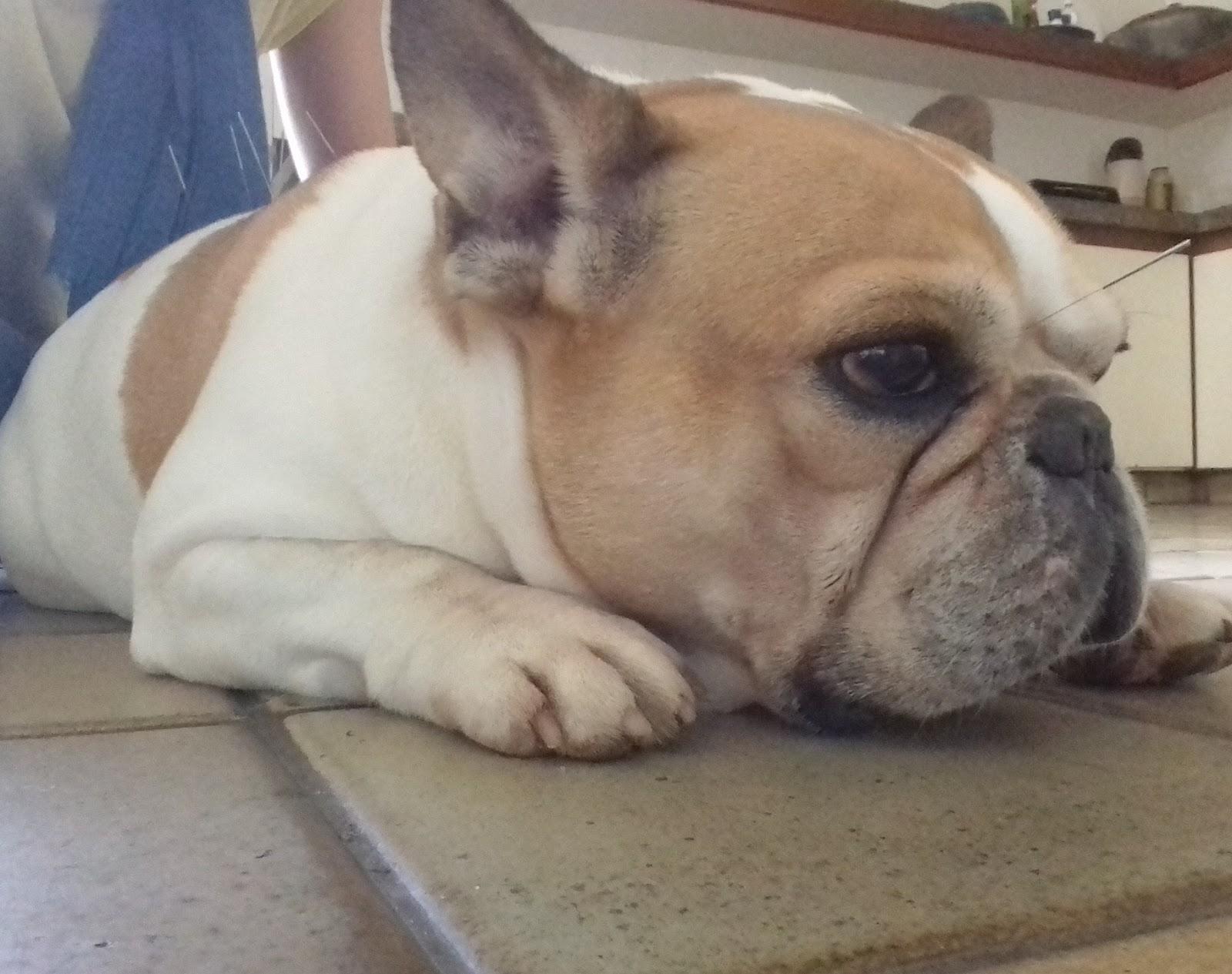 VetChi- Medicina Veterinária Holística - Pet Shop em Rio de Janeiro