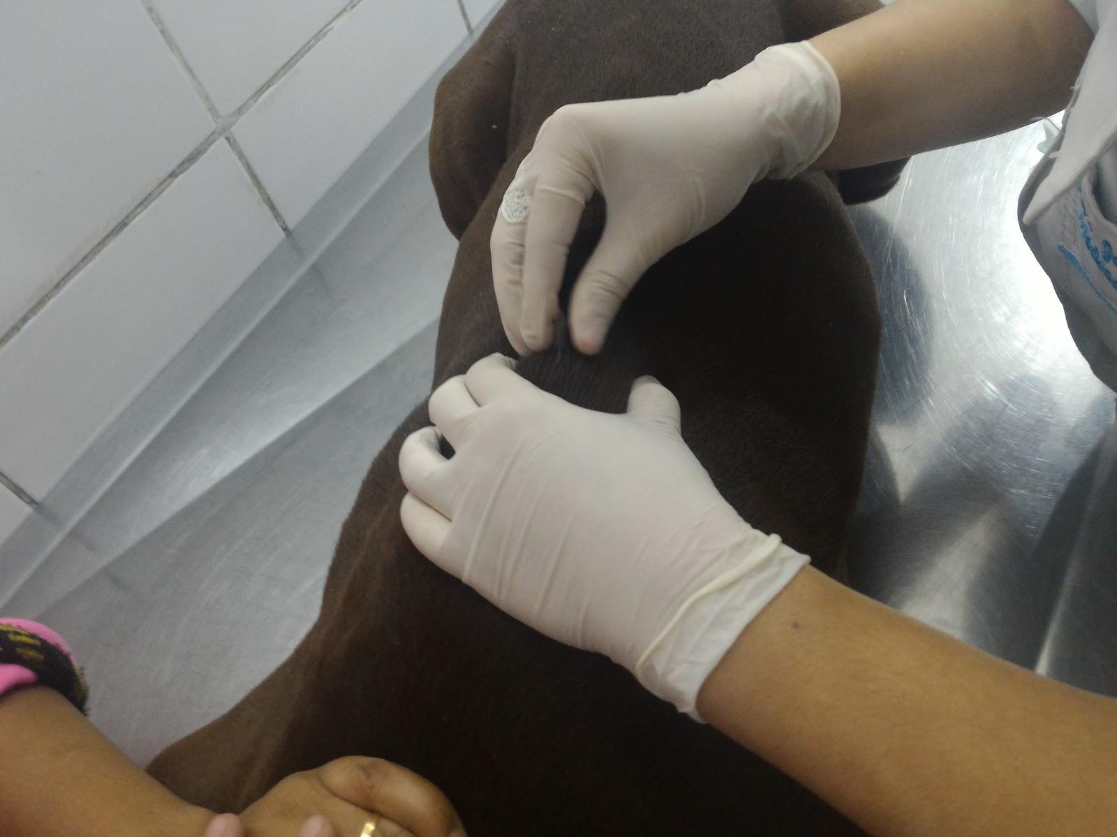 ARCA DE NOÉ PET SHOP