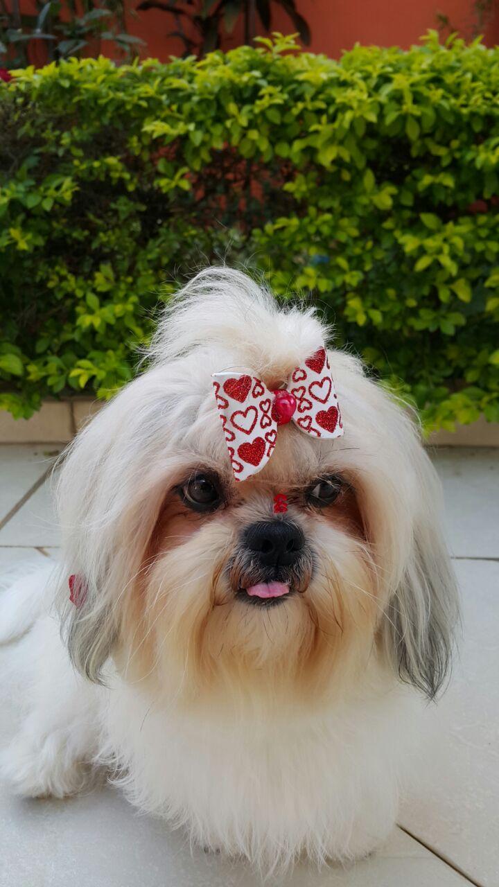 Dogato Pet Shop