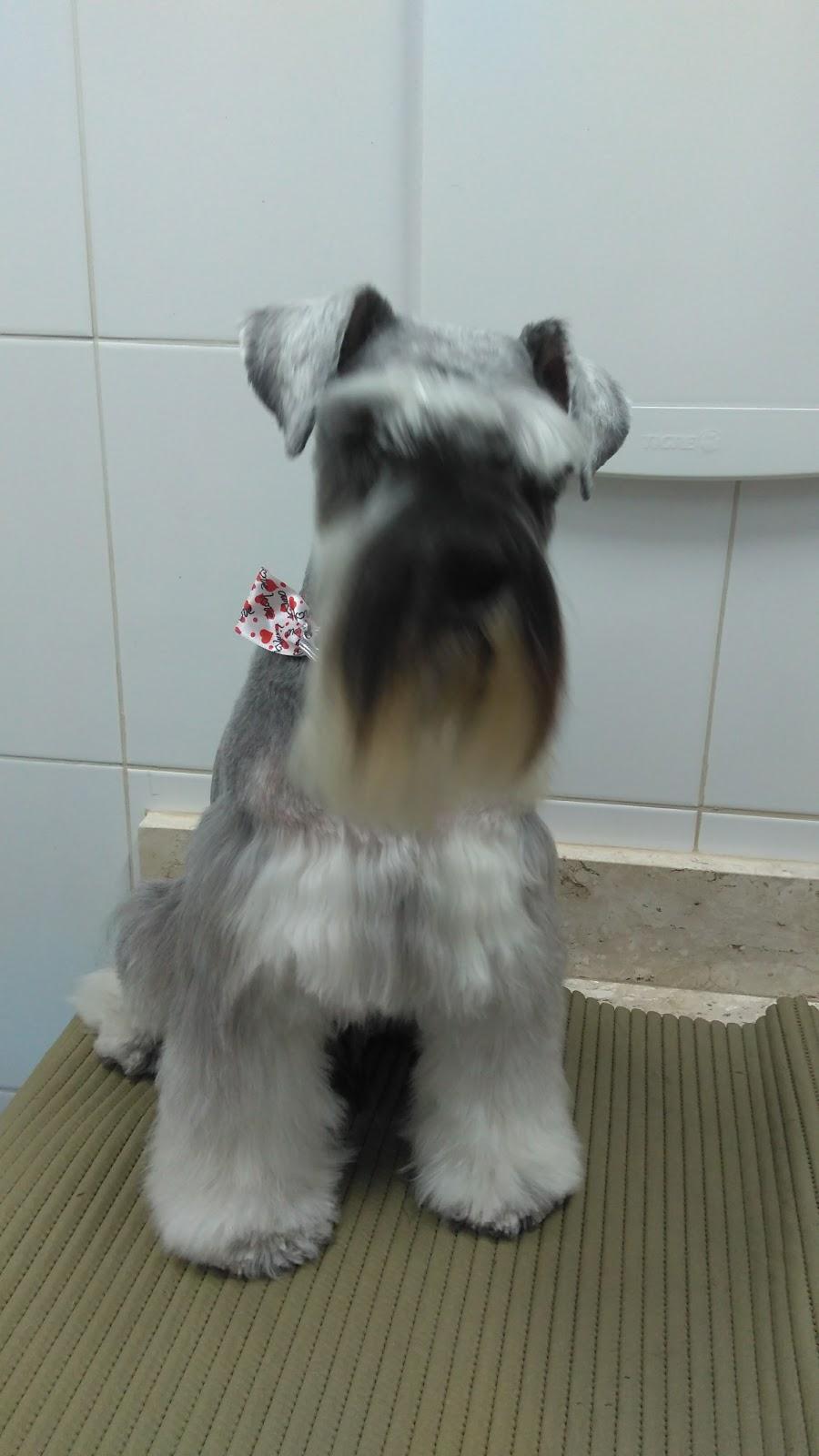 Pet & Vet 5 de Julho