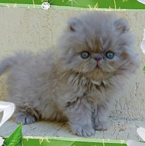 Gatil Rio de Janeiro - Venda de Filhotes