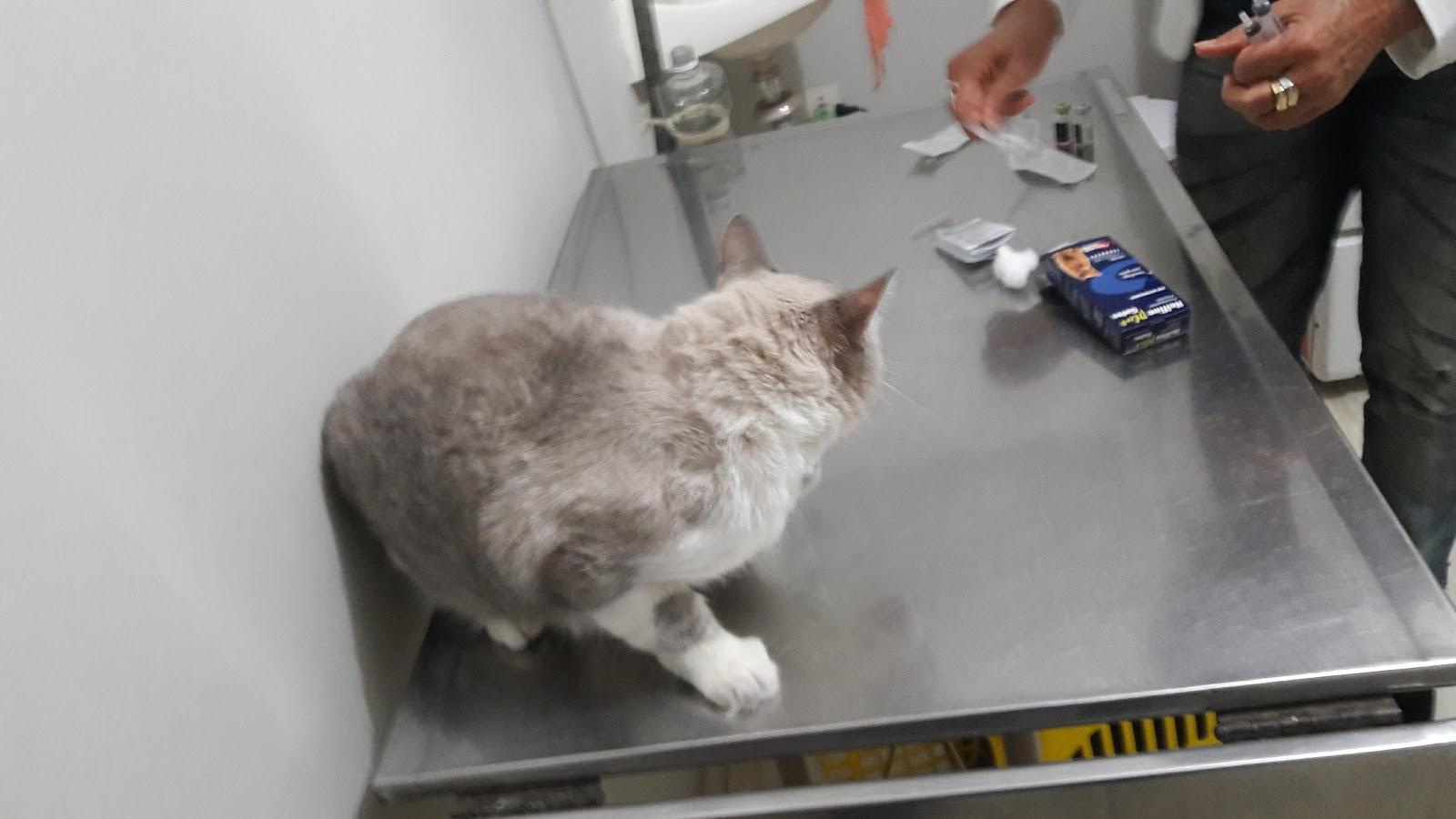 Clínica Veterinária Cães e Cia