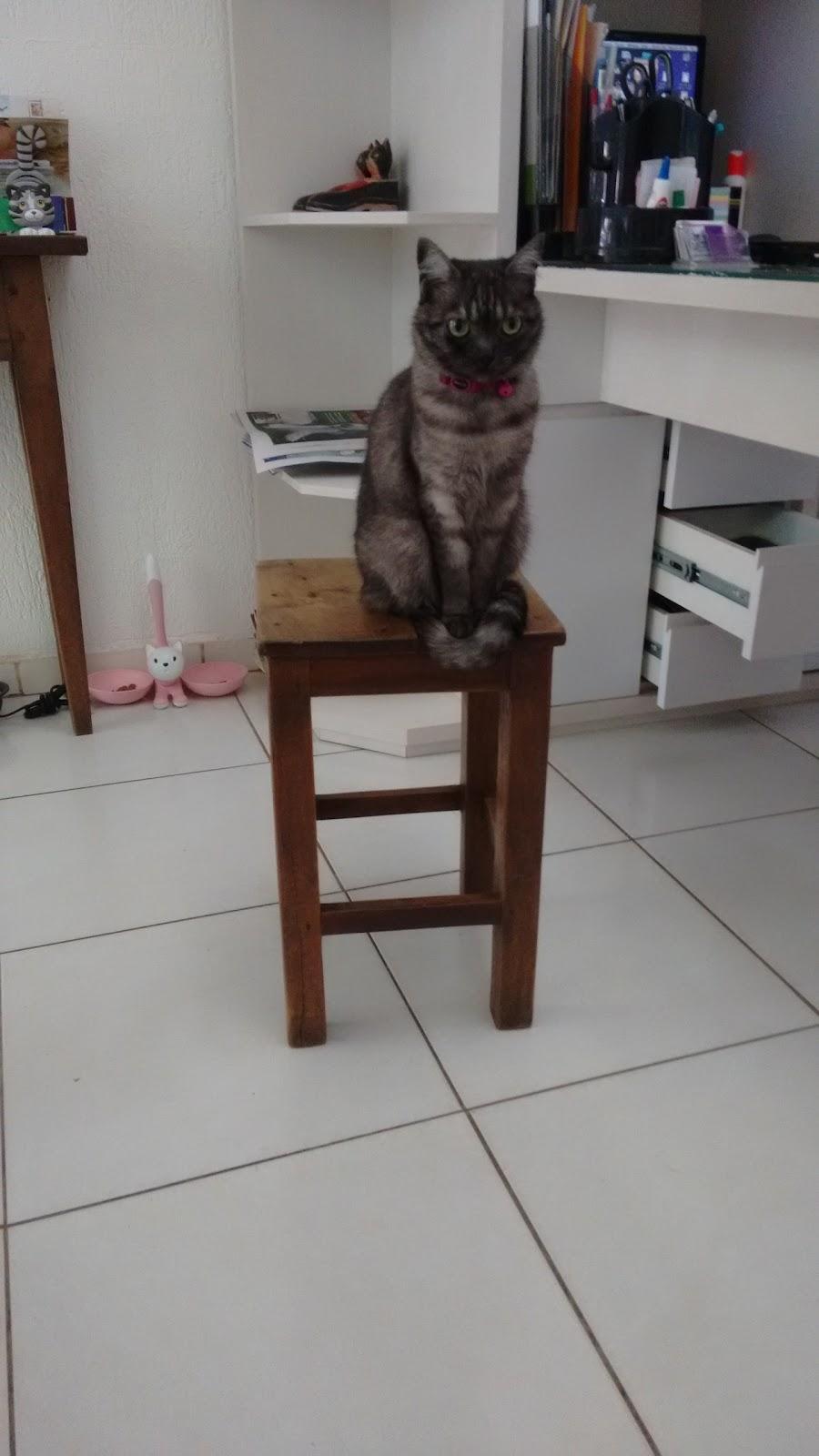 Casa do Gato - Foto 2