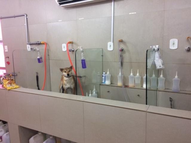 Candy Pet Shop - Foto 4