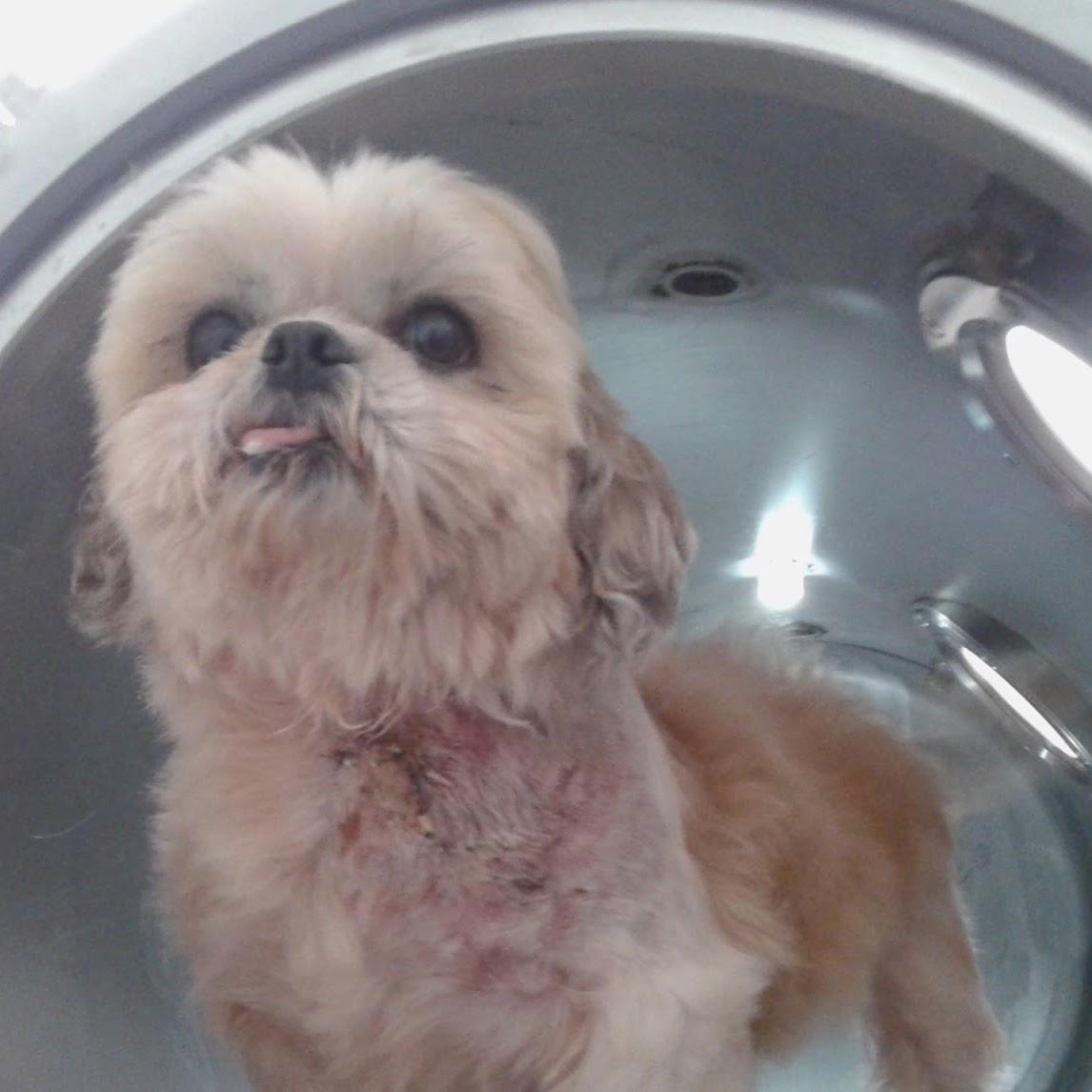 Clínica Veterinária Planet Dog CRV