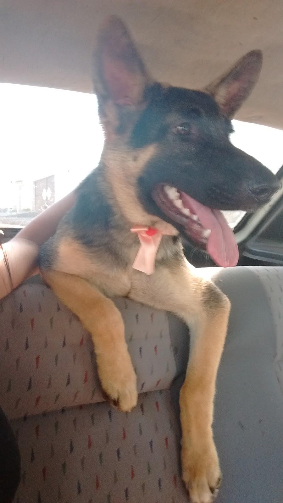 Saúde Animal Produtos Vet