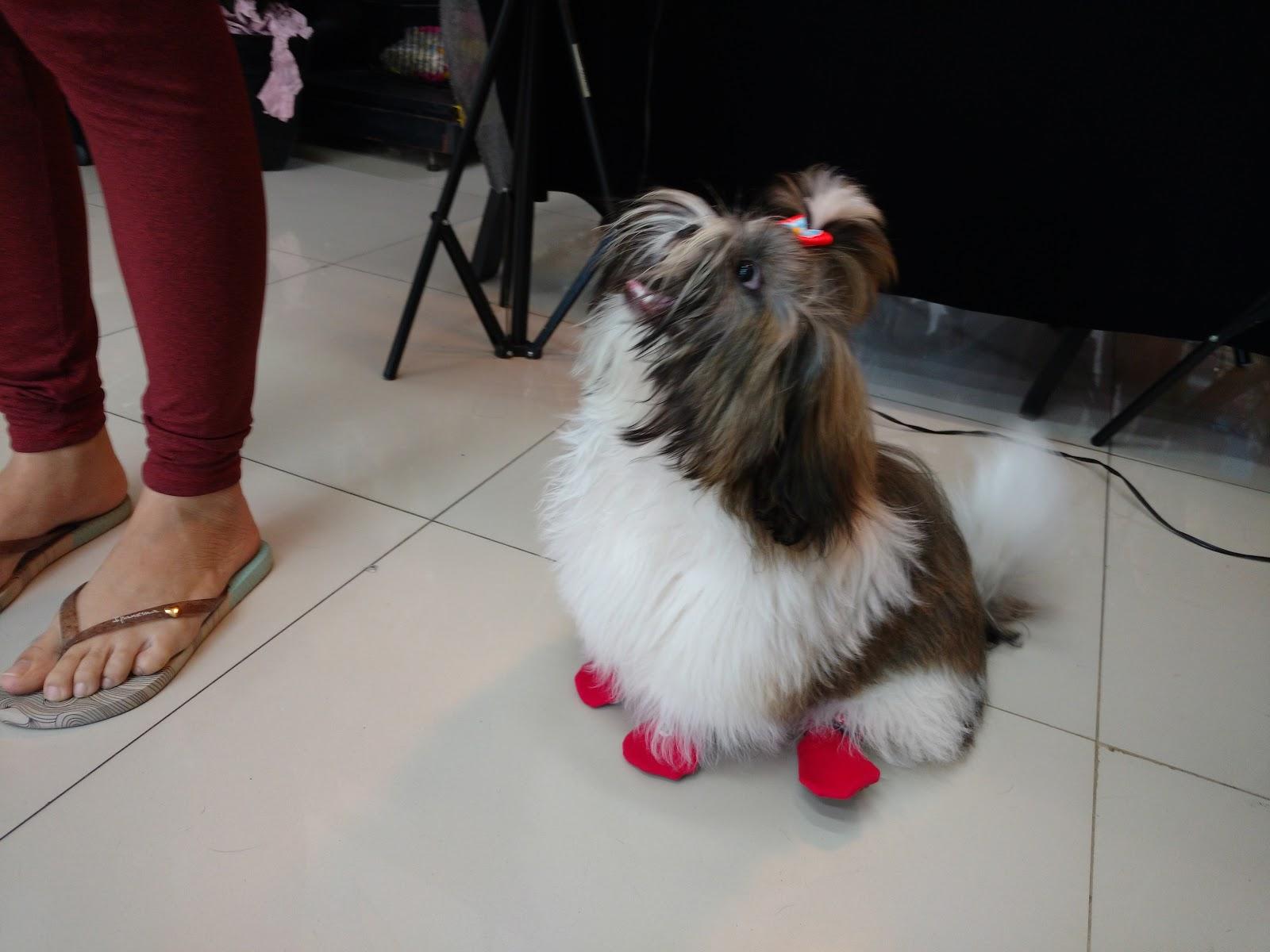 N Pet - Foto 3
