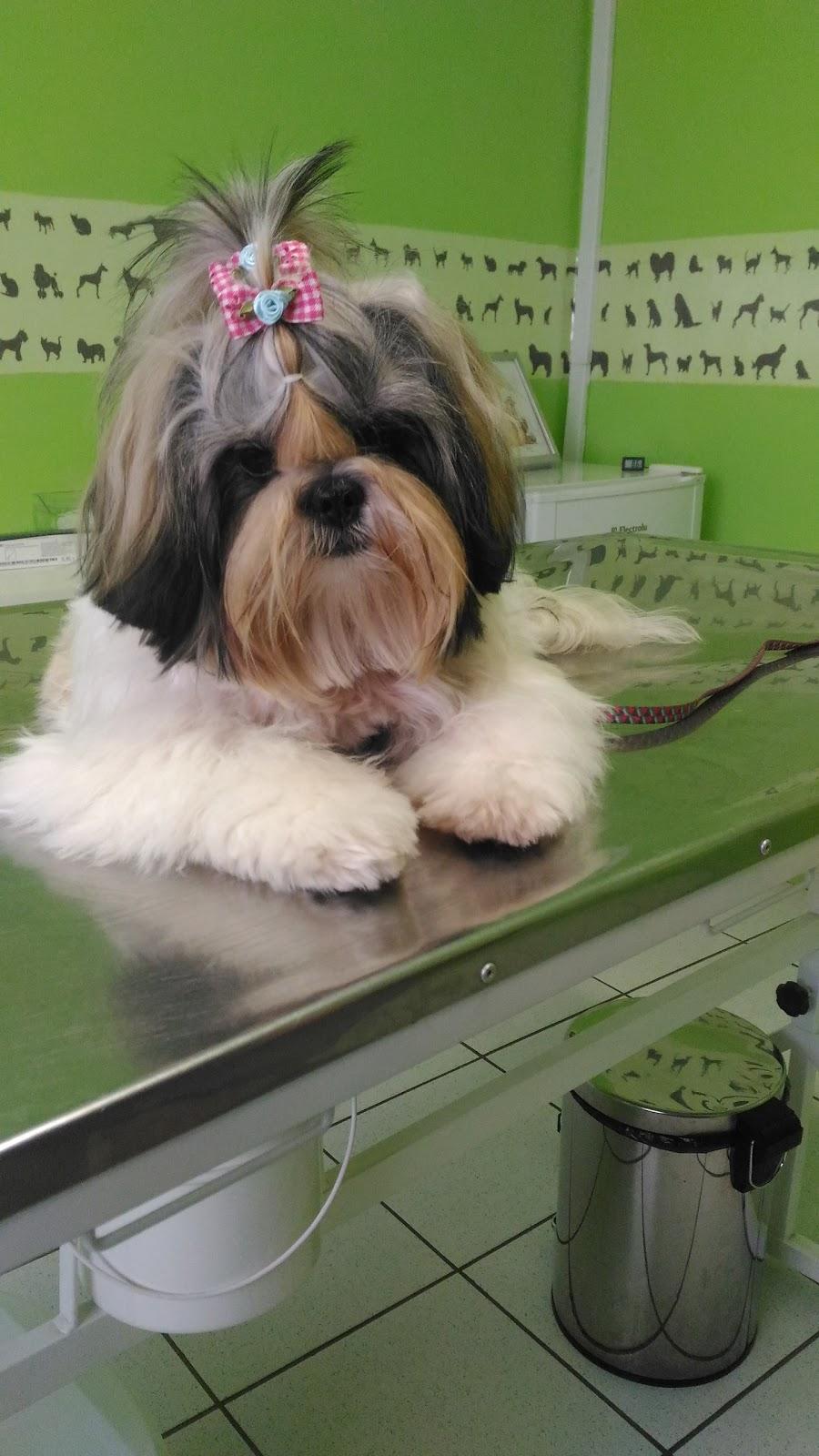 Chic & Pet - Foto 4