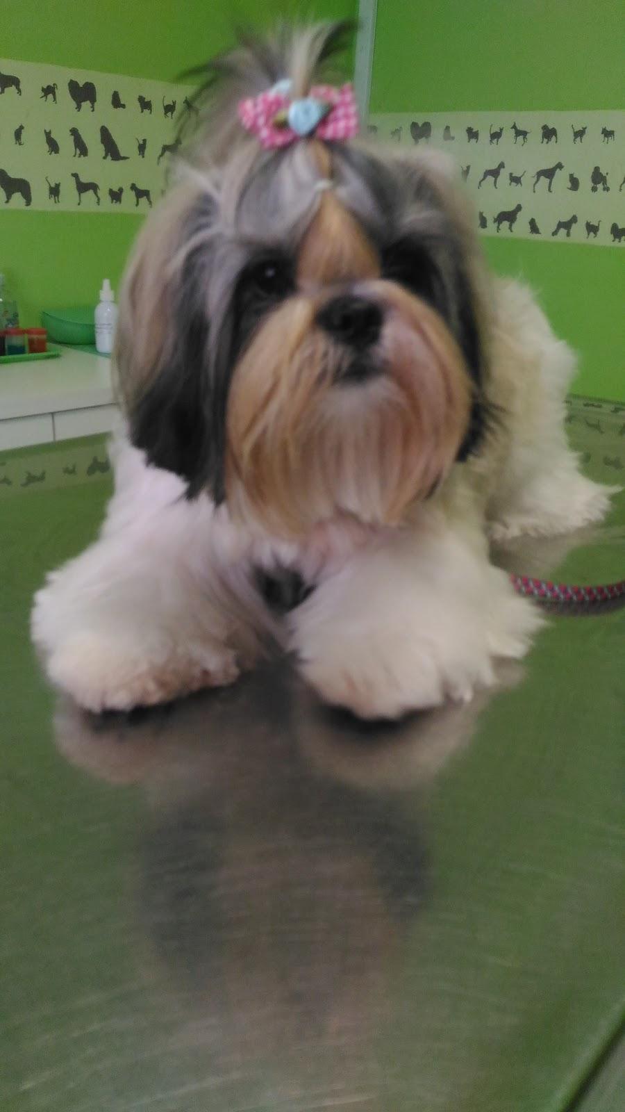 Chic & Pet - Foto 3