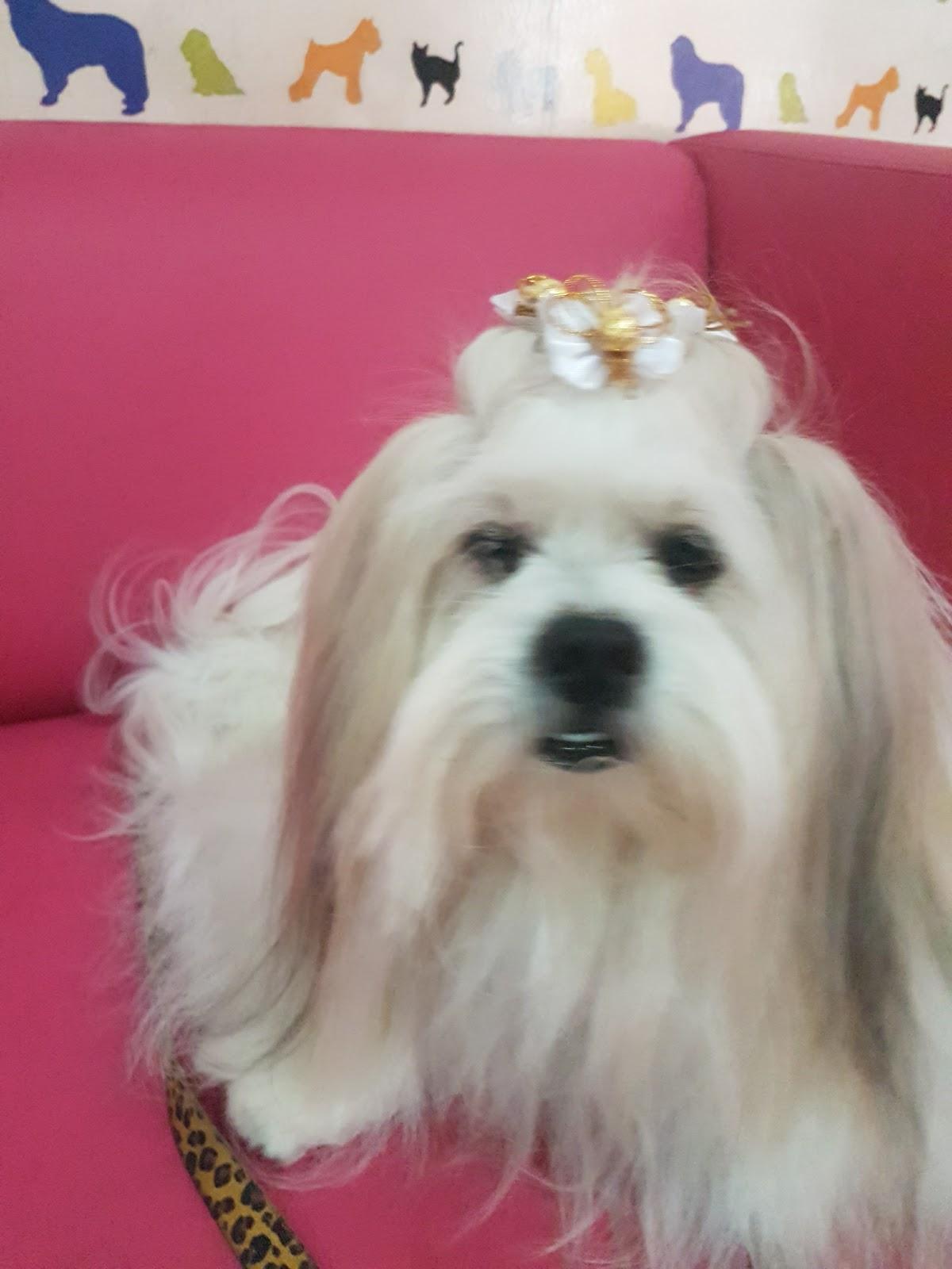 Chic & Pet - Foto 5