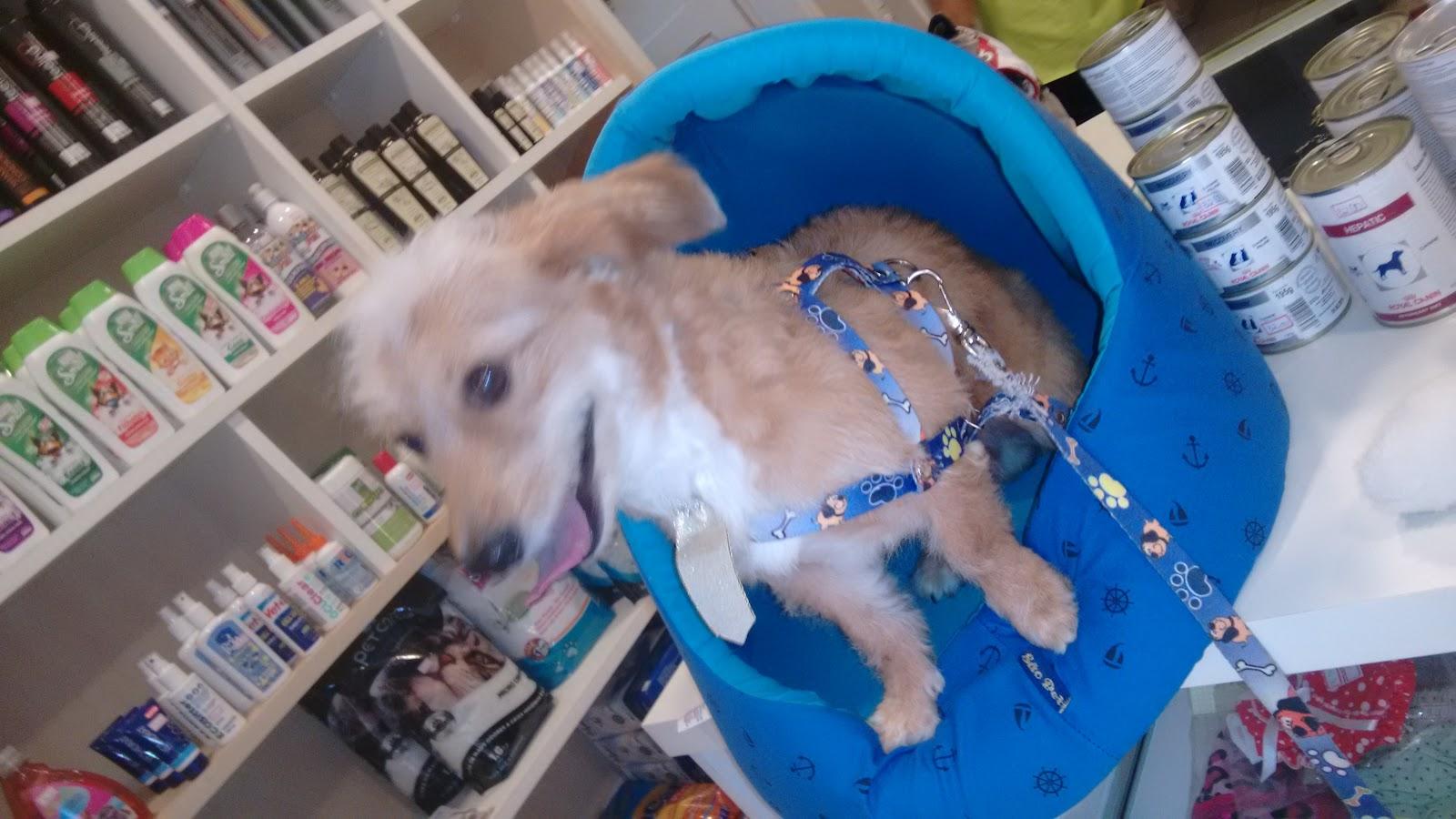 Pet Point - Foto 5