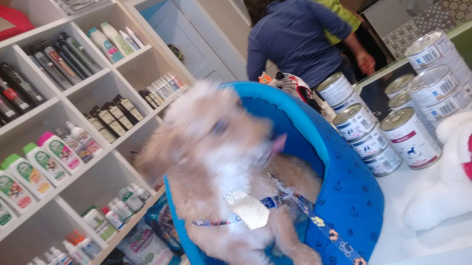 Pet Point - Foto 4