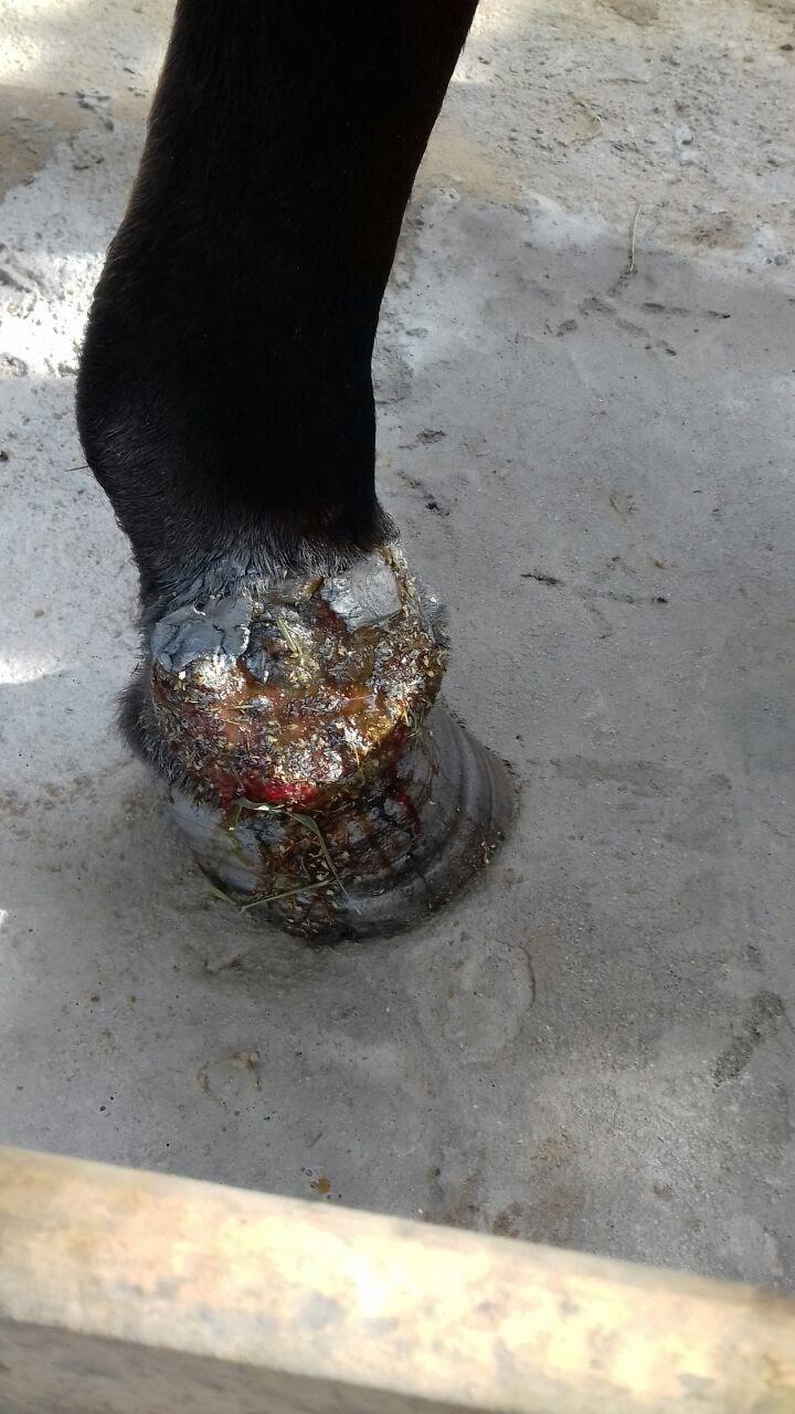 HGV - Hospital Geral Veterinário