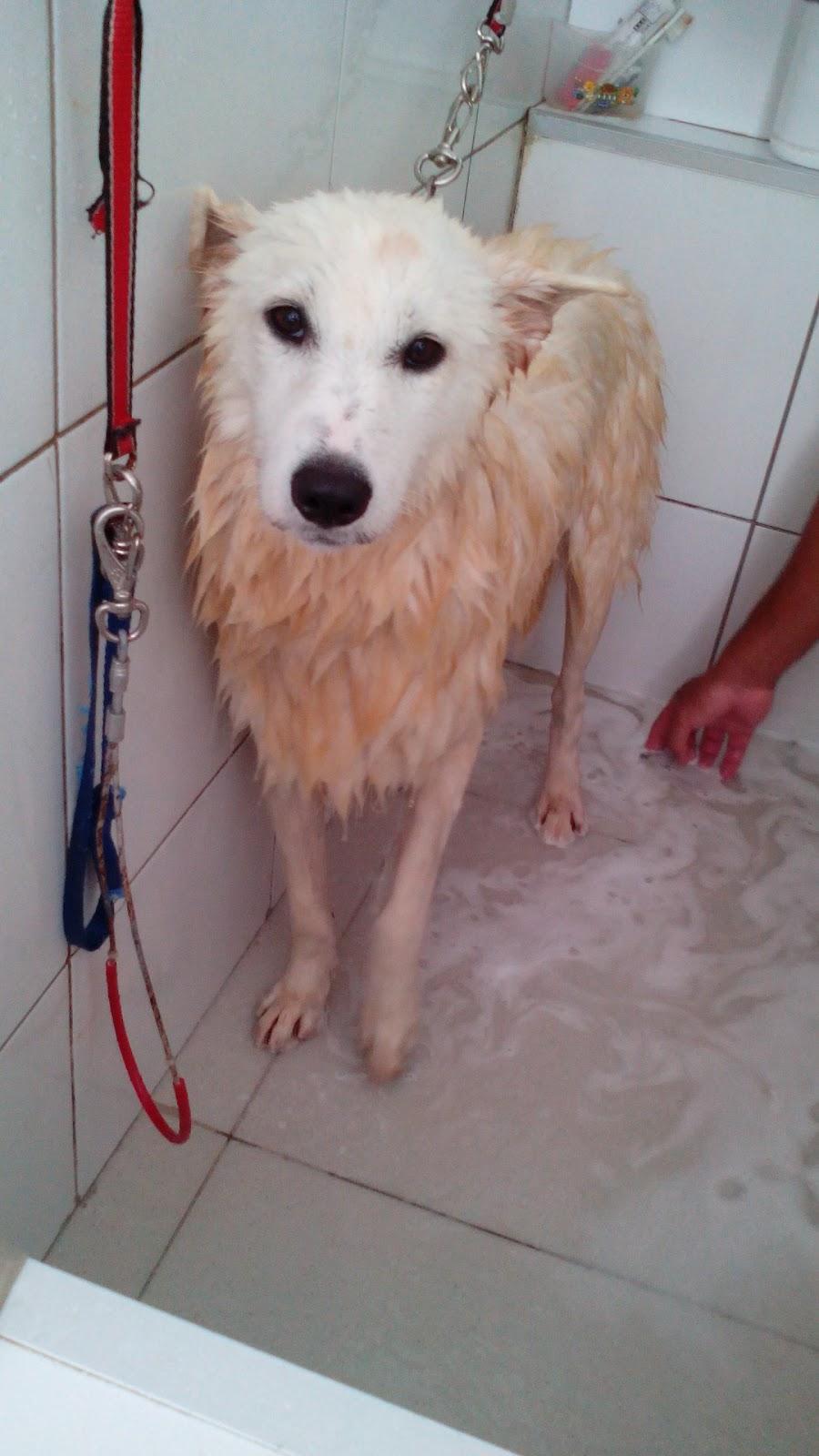 Pet da Ana - Foto 4