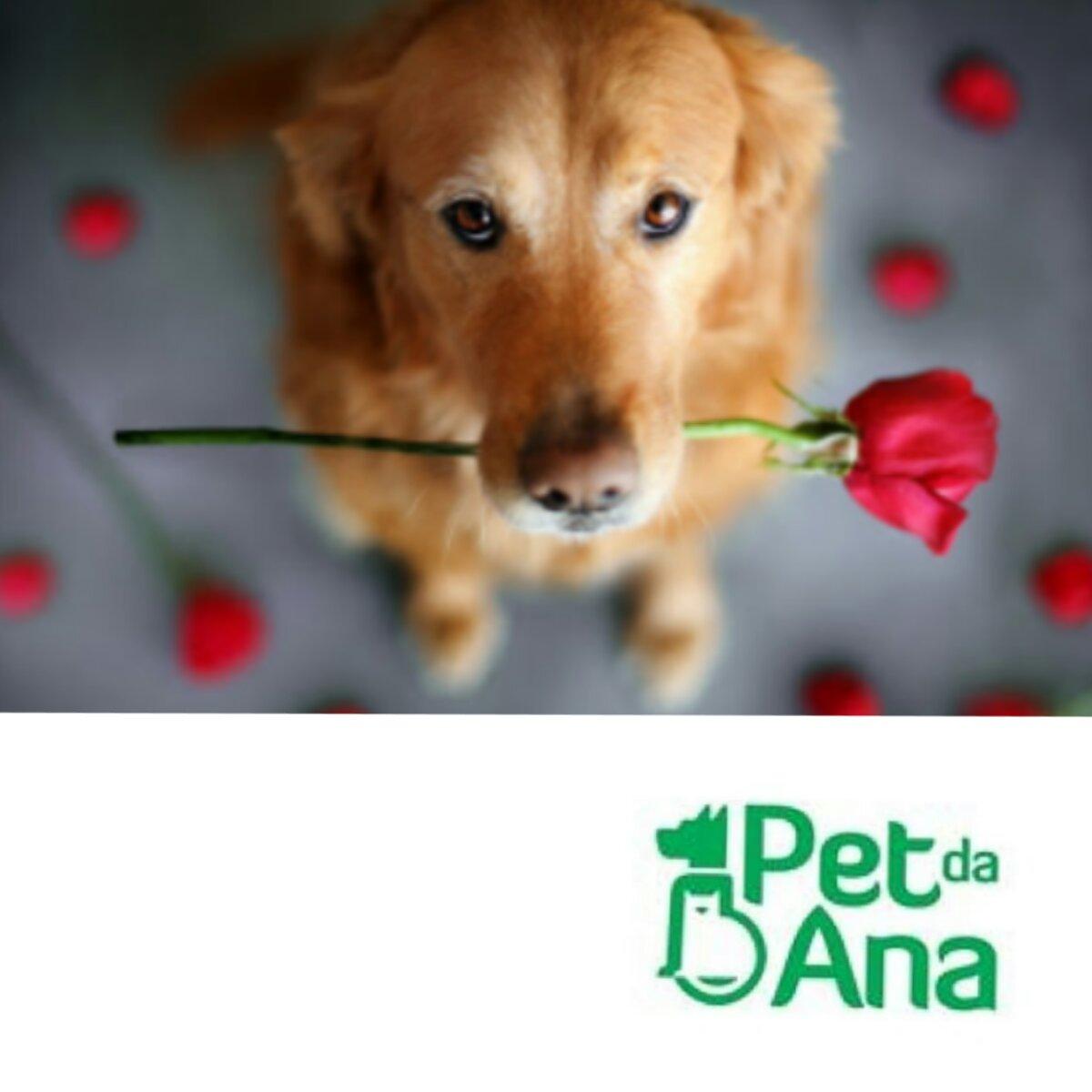 Pet da Ana - Foto 3