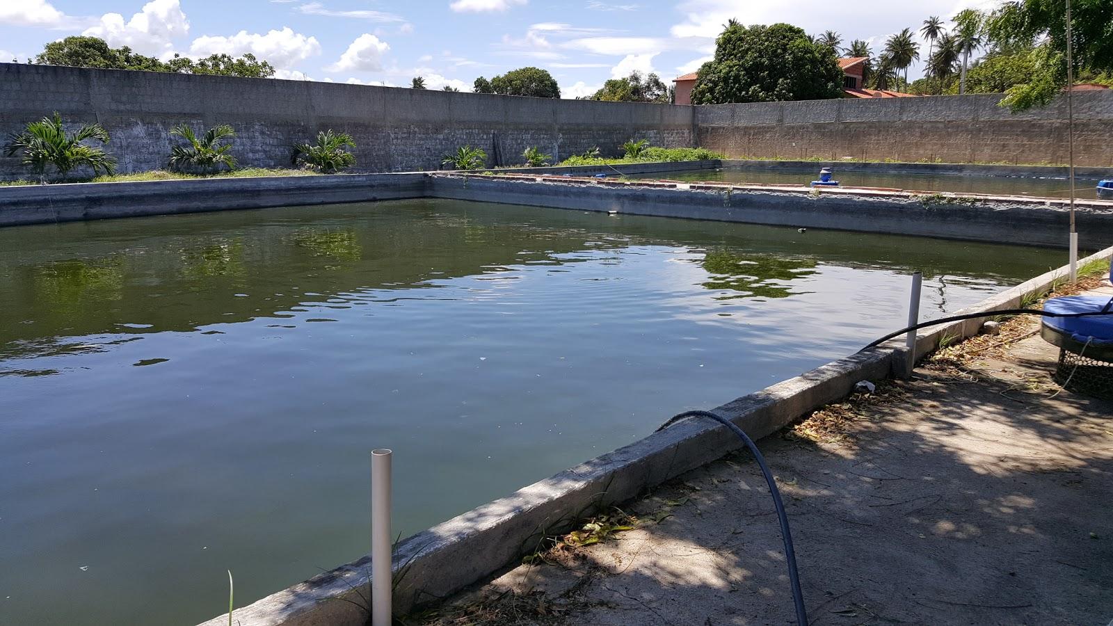 CEARA TILAPIA - ALEVINOS A PRONTA ENTREGA