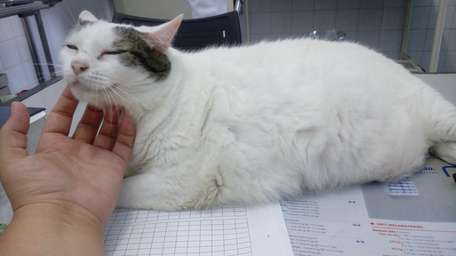 Faro Fino Clínica Medica Veterinaria