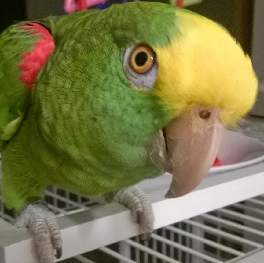 Pet Zoo Consultório Veterinário aves e animais silvestres