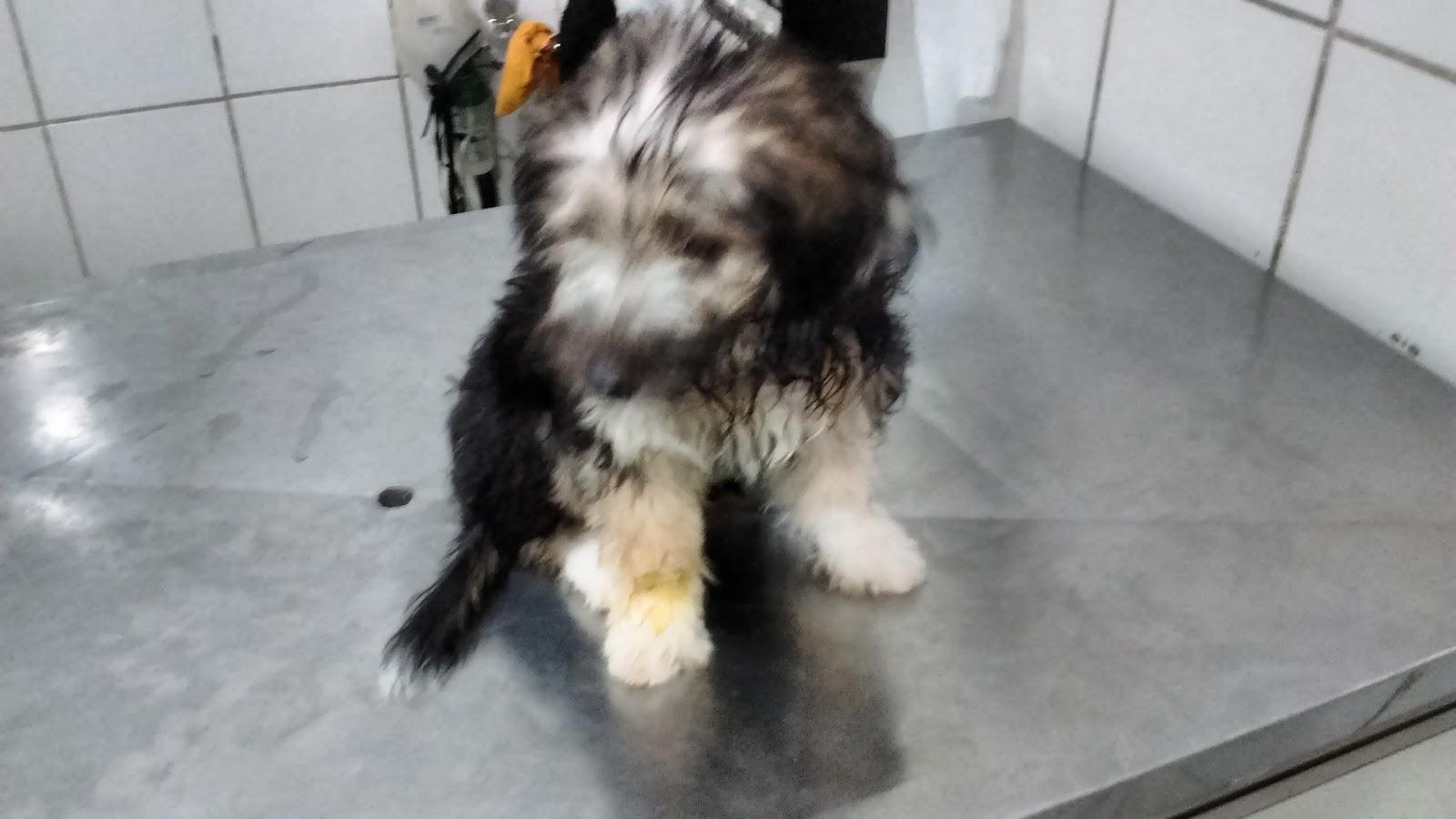 Barking & meows - Foto 3