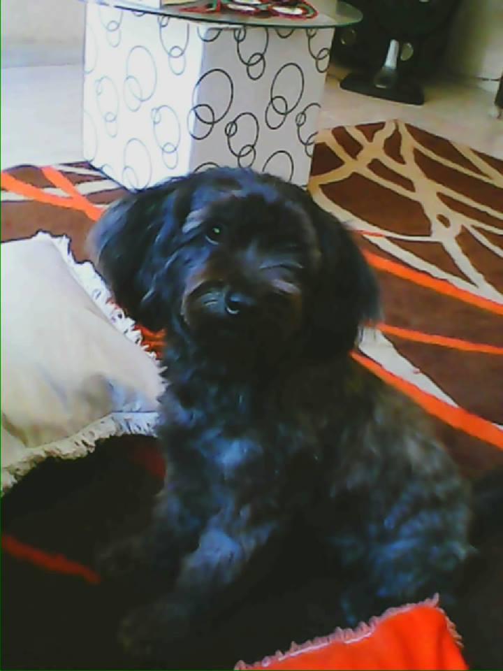 Barking & meows - Foto 5