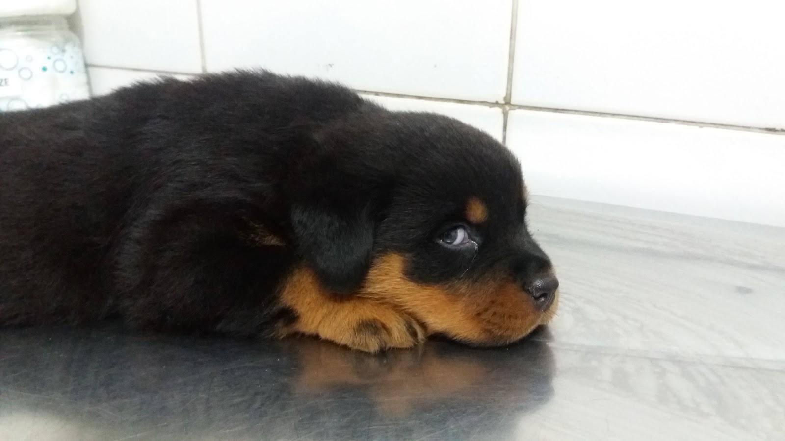 Pet Shop Au Au Rações