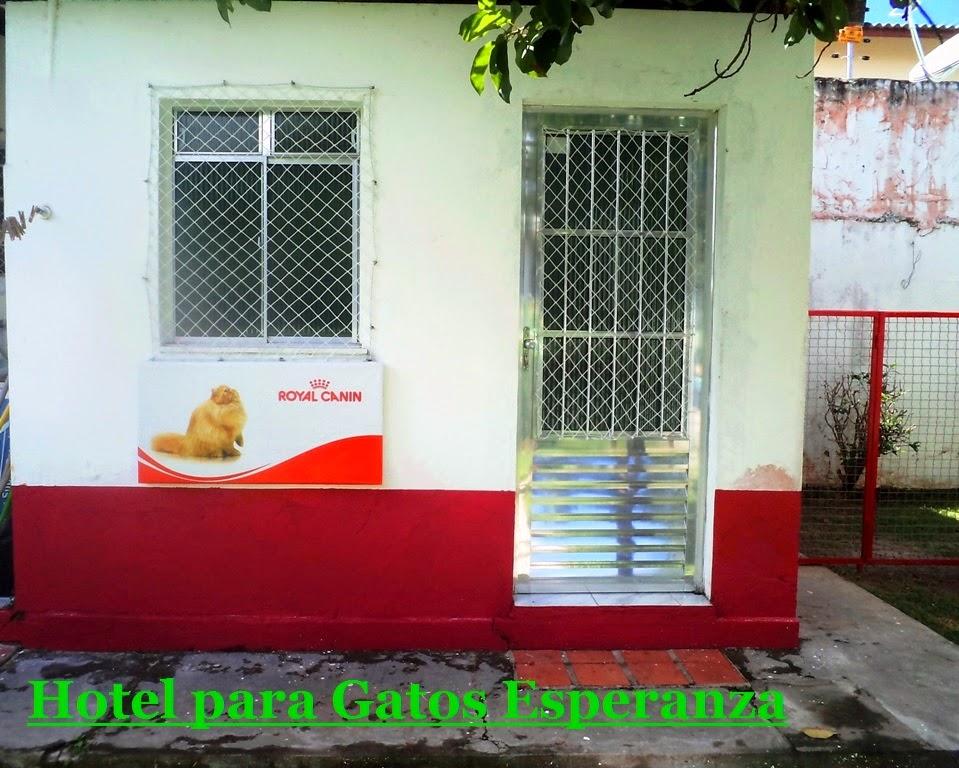 Hotel para Gatos Esperanza