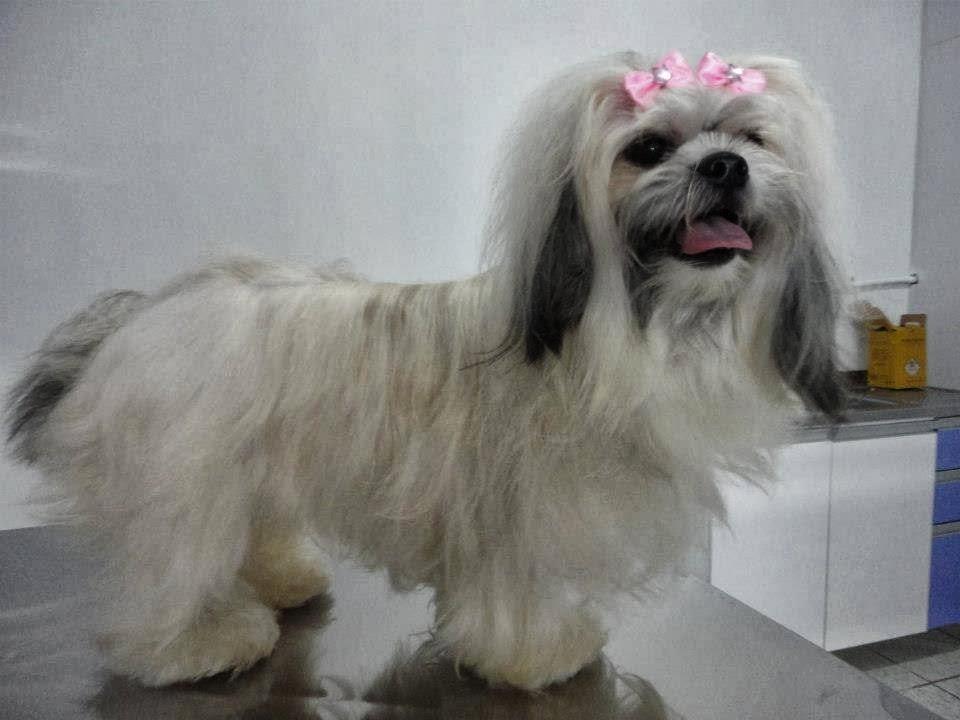Pet Vip - Foto 2